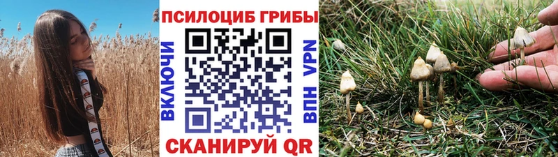 Купить где  Верея  Галлюциногенные грибы Magic Shrooms 